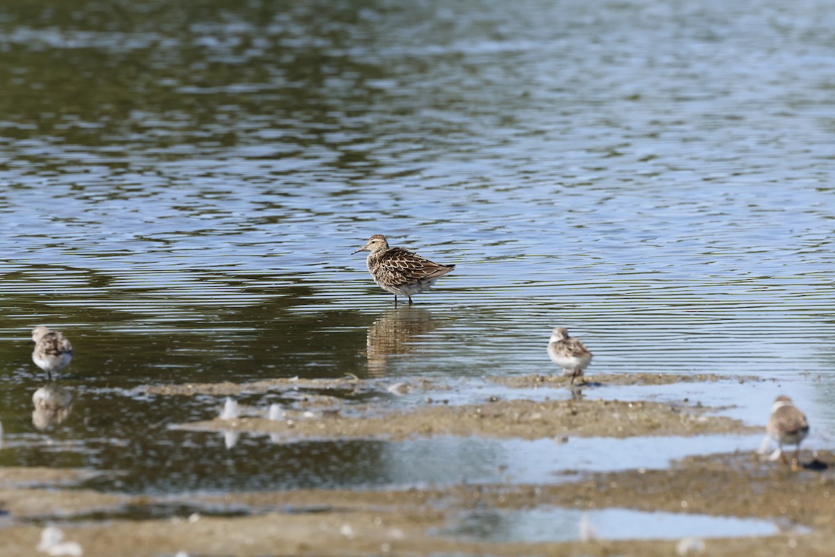 Pectoral Sandpiper - ML642276276