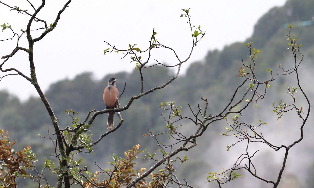 Black-headed Jay - ML642276313