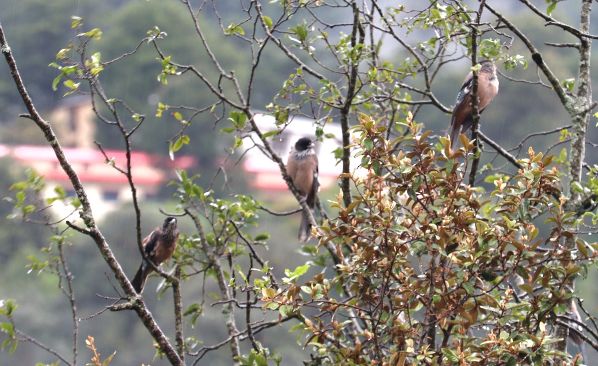 Black-headed Jay - ML642276314