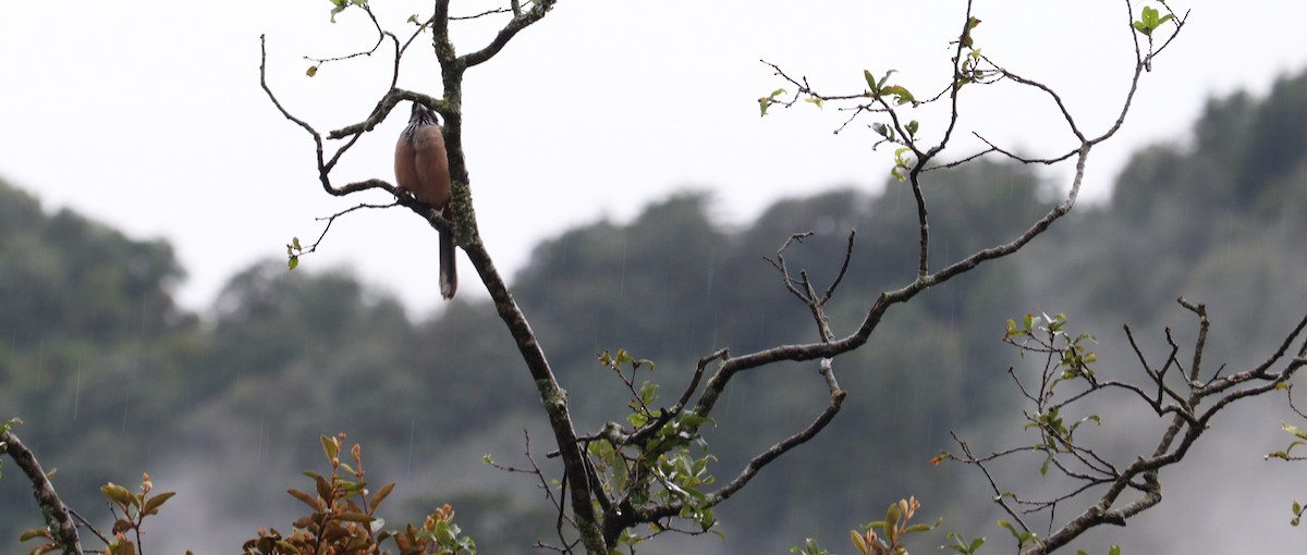 Black-headed Jay - ML642276315