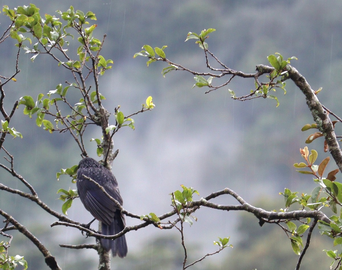 Purpurpfeifdrossel - ML642276319