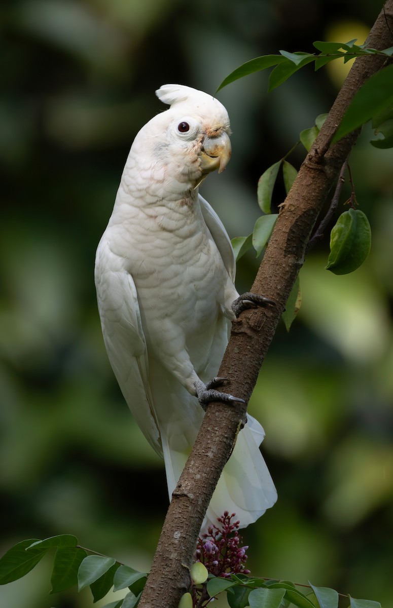 Tanimbar Corella - ML642276324