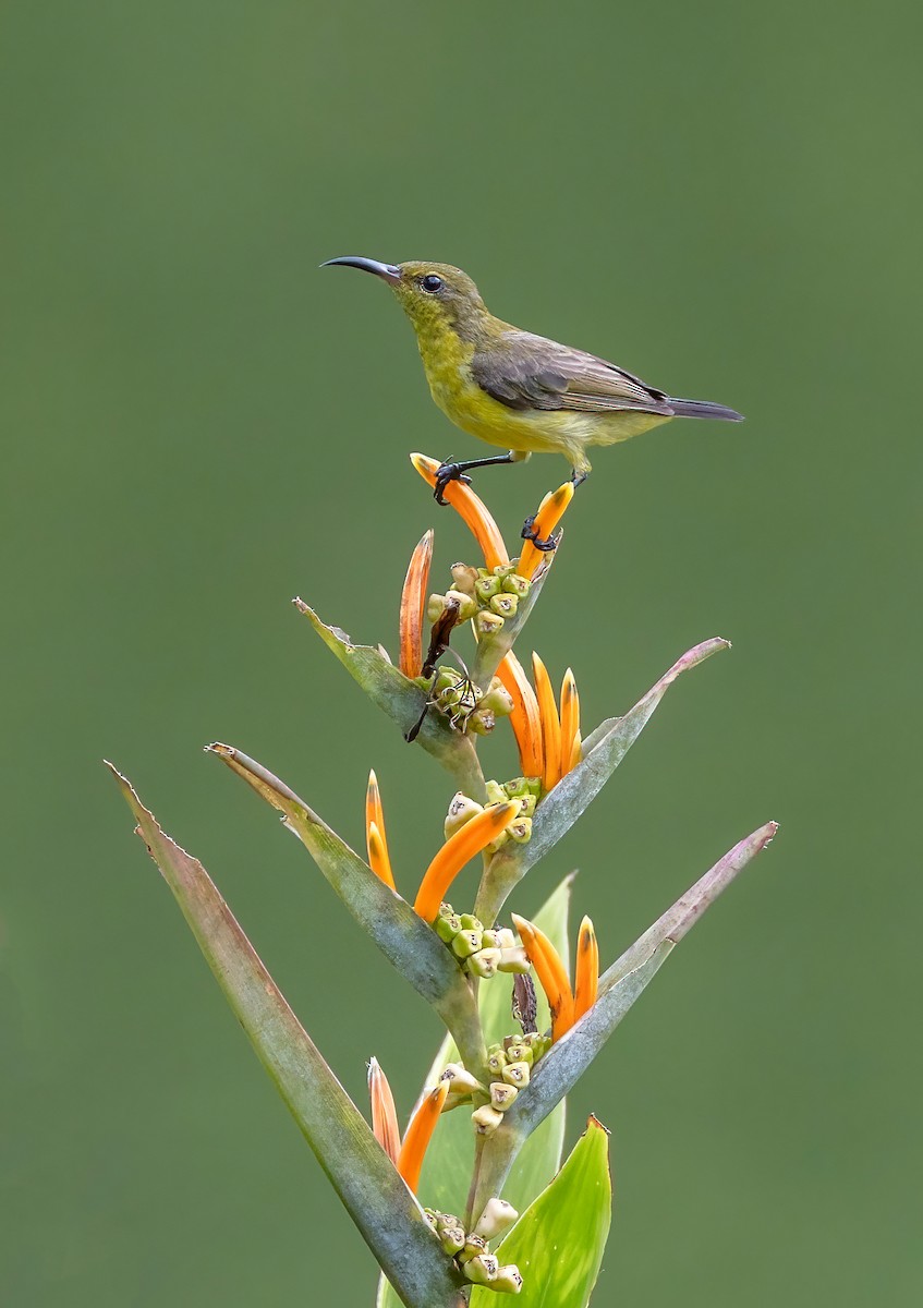 Ornate Sunbird - ML642276347