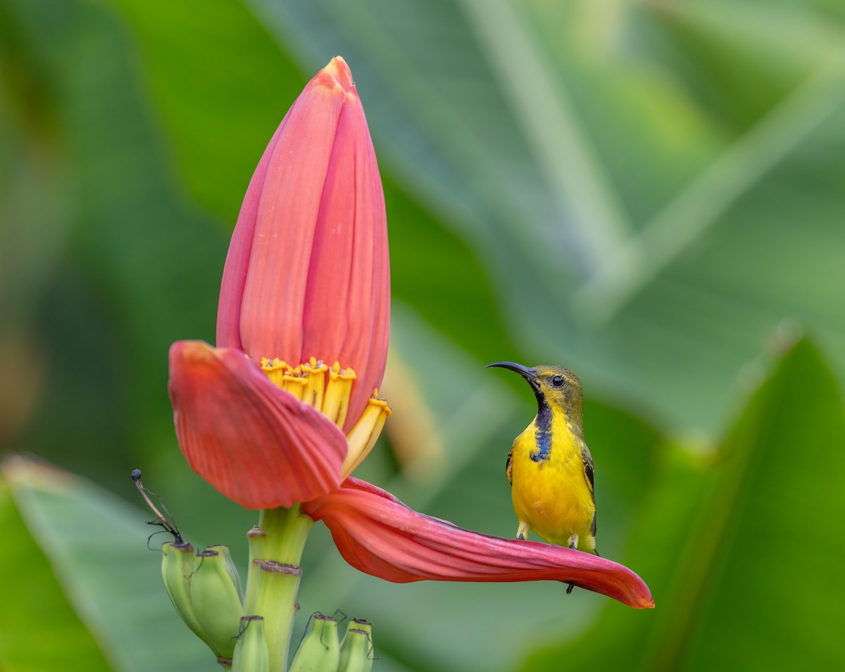 Ornate Sunbird - ML642276348