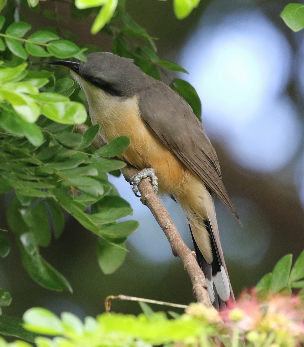 Mangrove Cuckoo - ML642276360