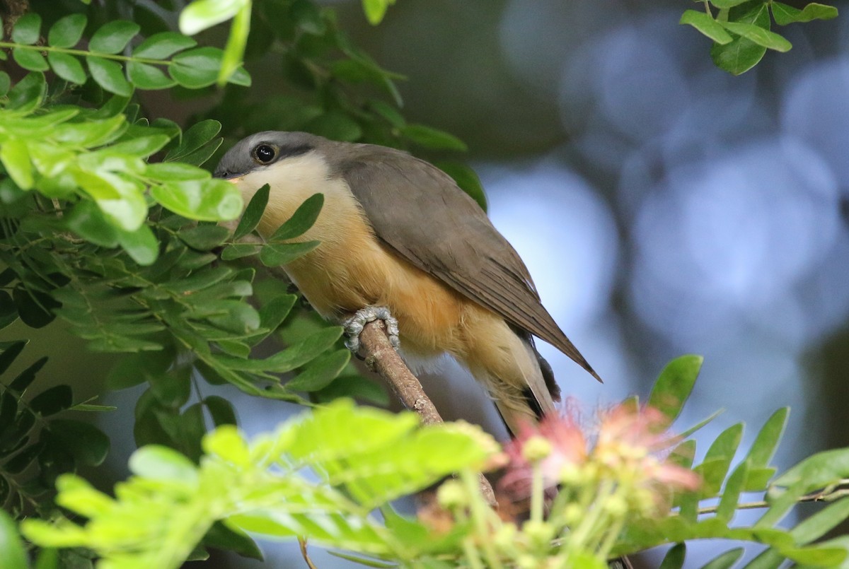 Mangrove Cuckoo - ML642276361