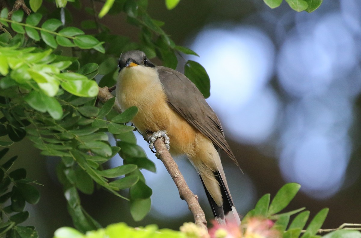 Mangrove Cuckoo - ML642276362
