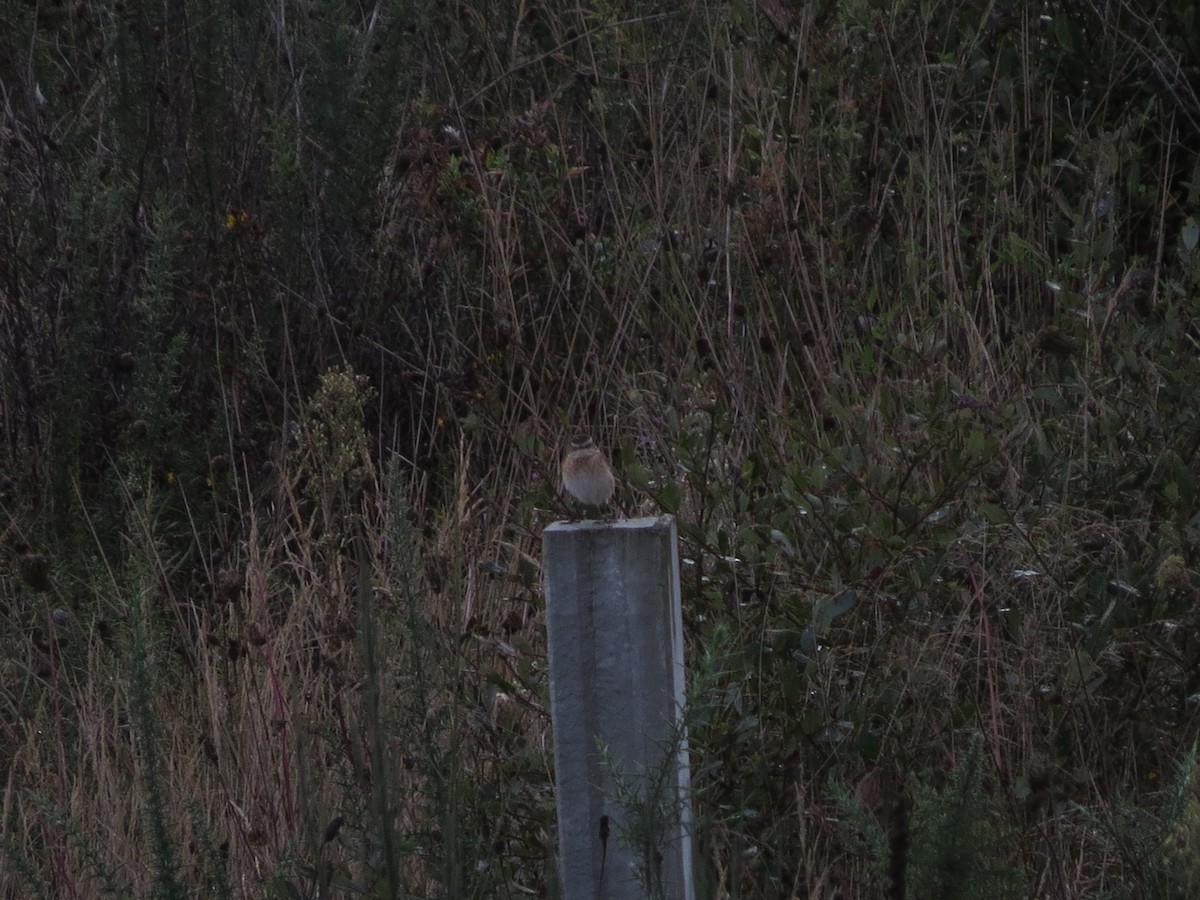 Whinchat - ML642276377