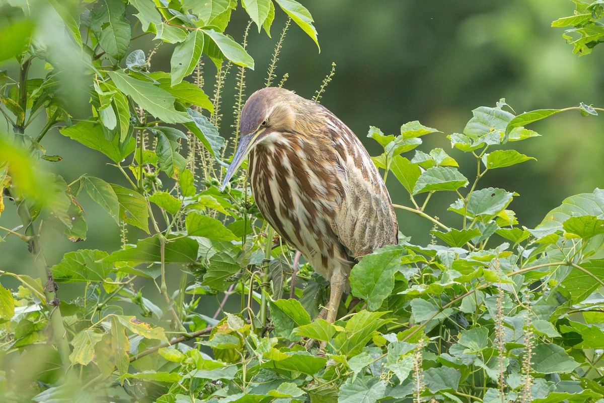 American Bittern - ML642276378