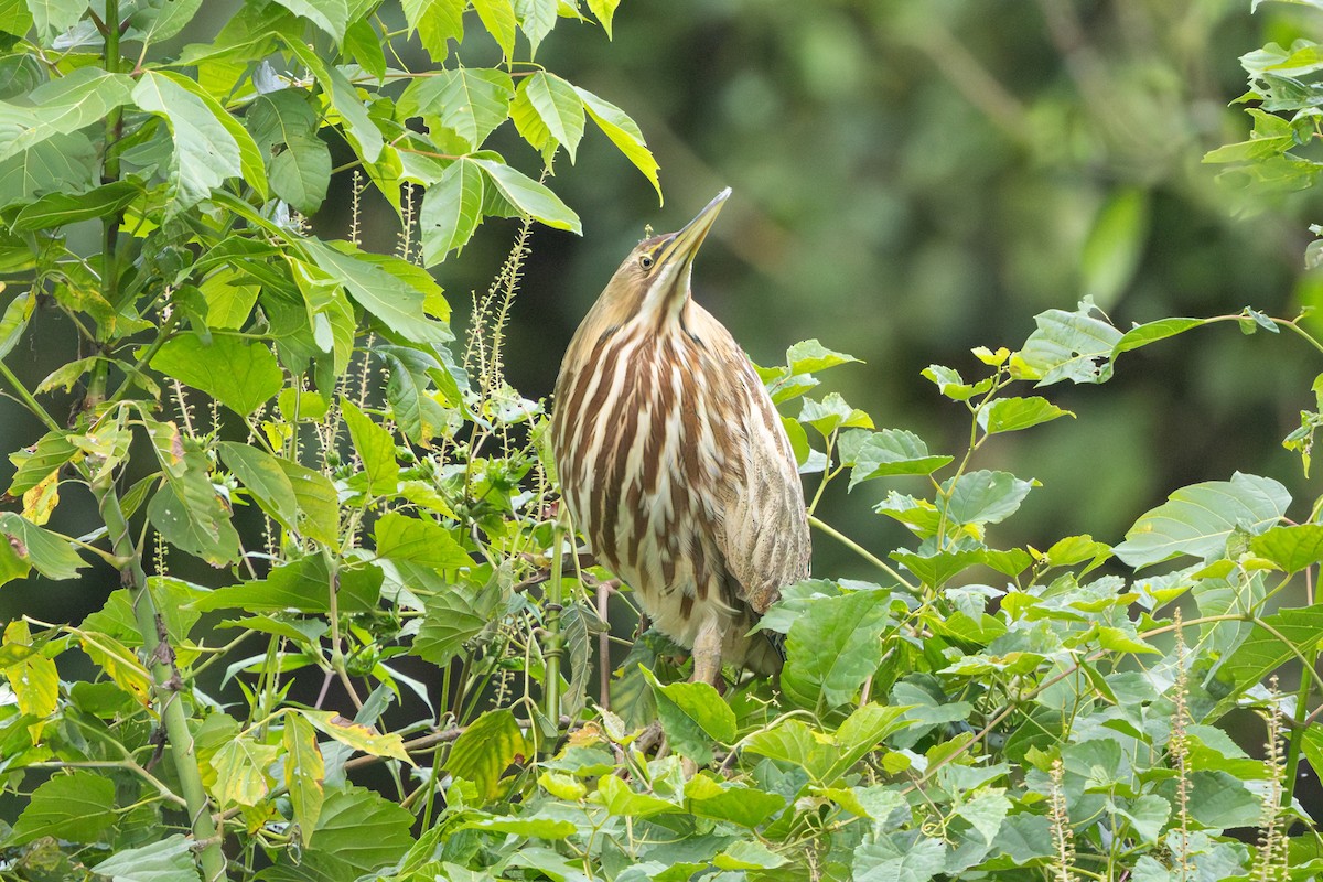 American Bittern - ML642276379