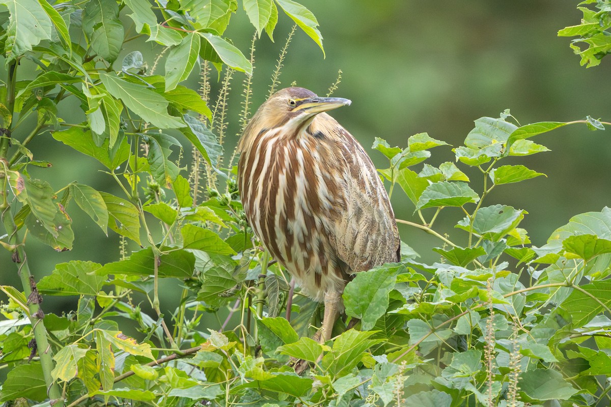 American Bittern - ML642276380