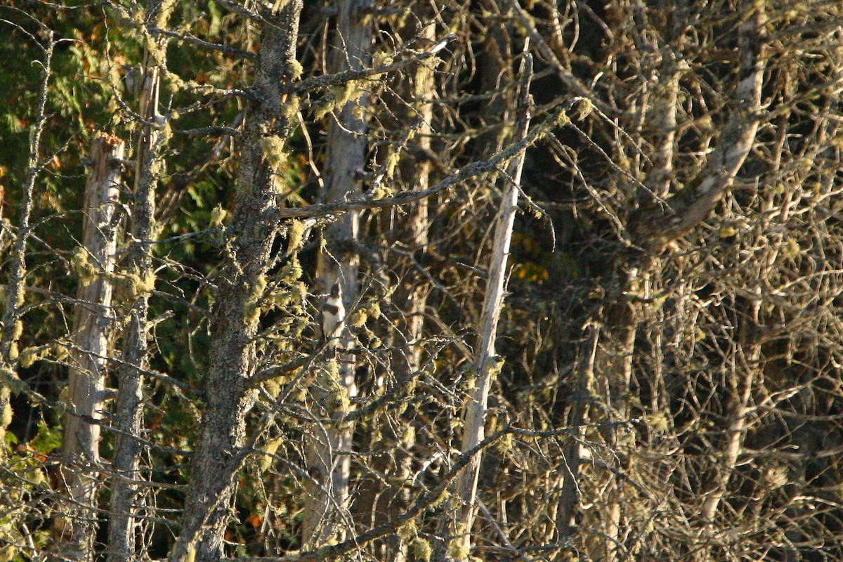 Belted Kingfisher - ML642276407