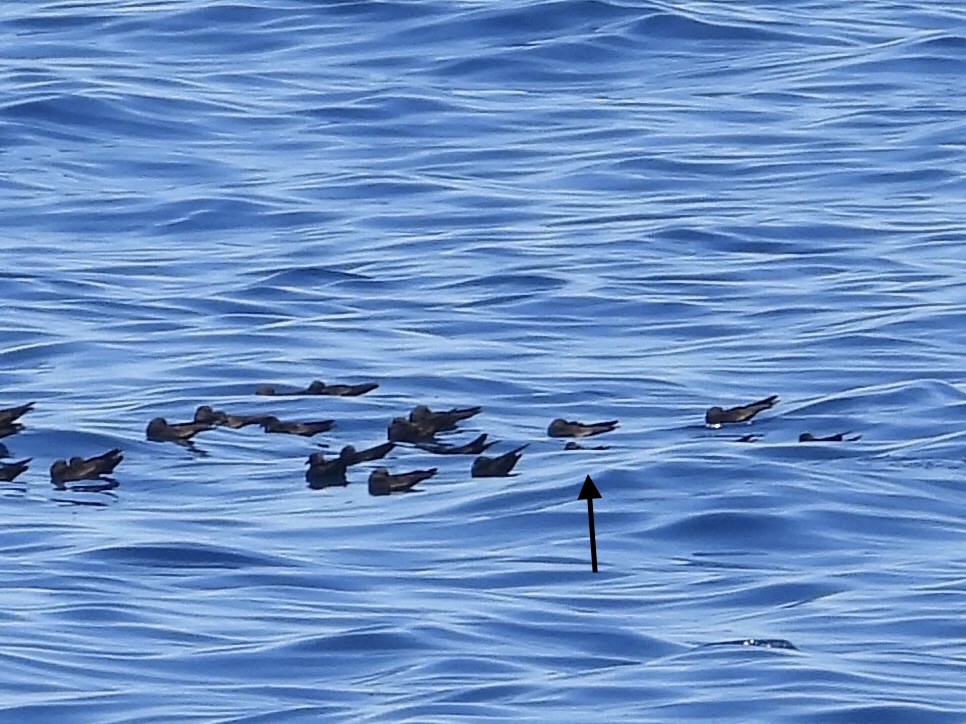 Least Storm-Petrel - ML642276482