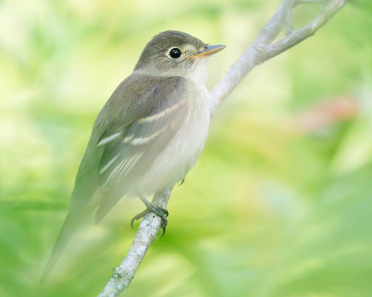 Alder Flycatcher - ML642276534