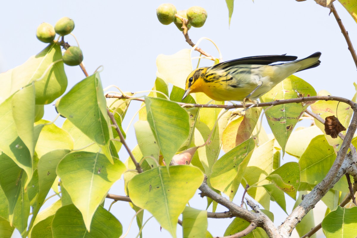 Blackburnian Warbler - ML642276537