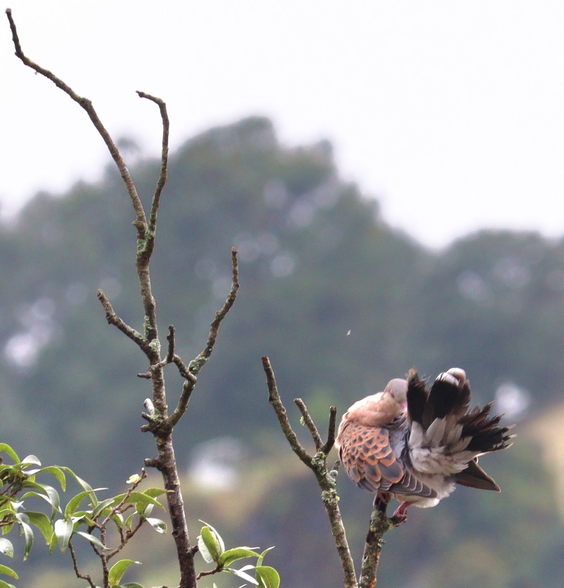 Orientturteltaube - ML642276538