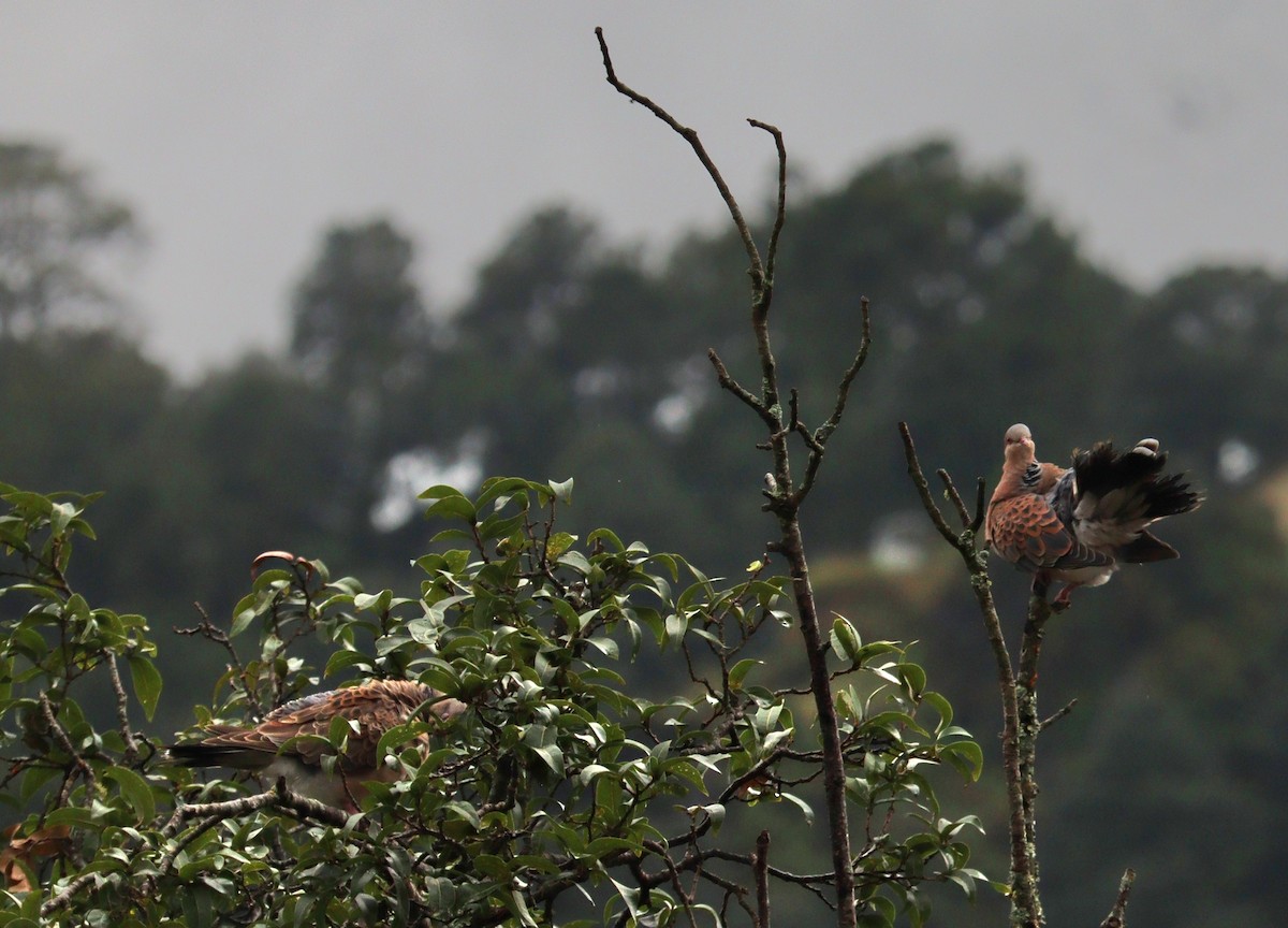 Orientturteltaube - ML642276539