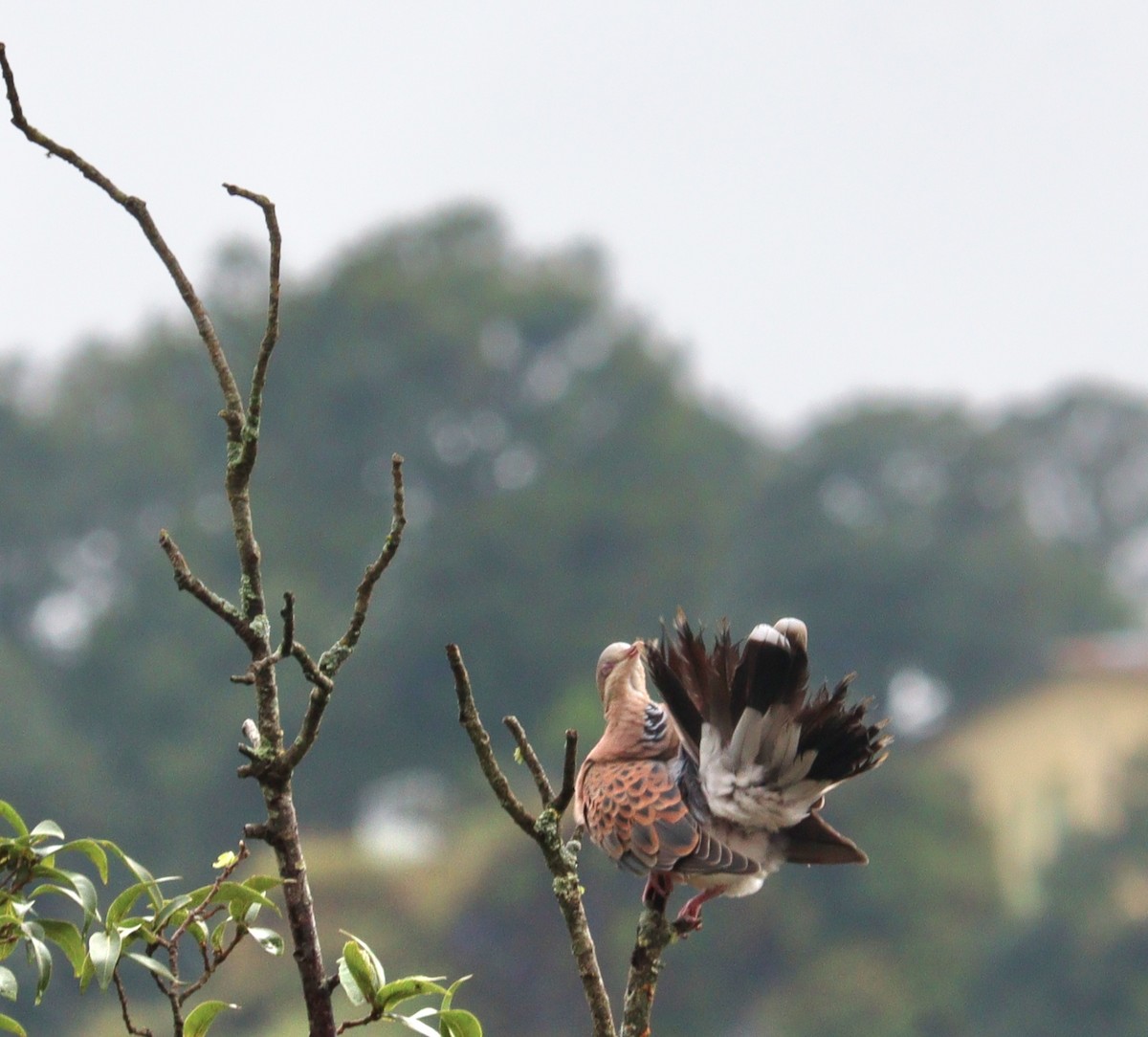 Orientturteltaube - ML642276540