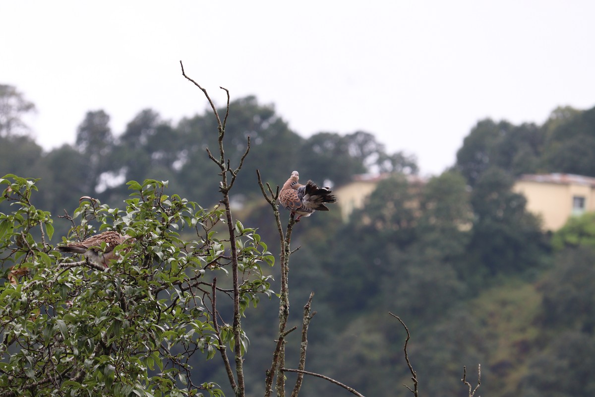 Orientturteltaube - ML642276541