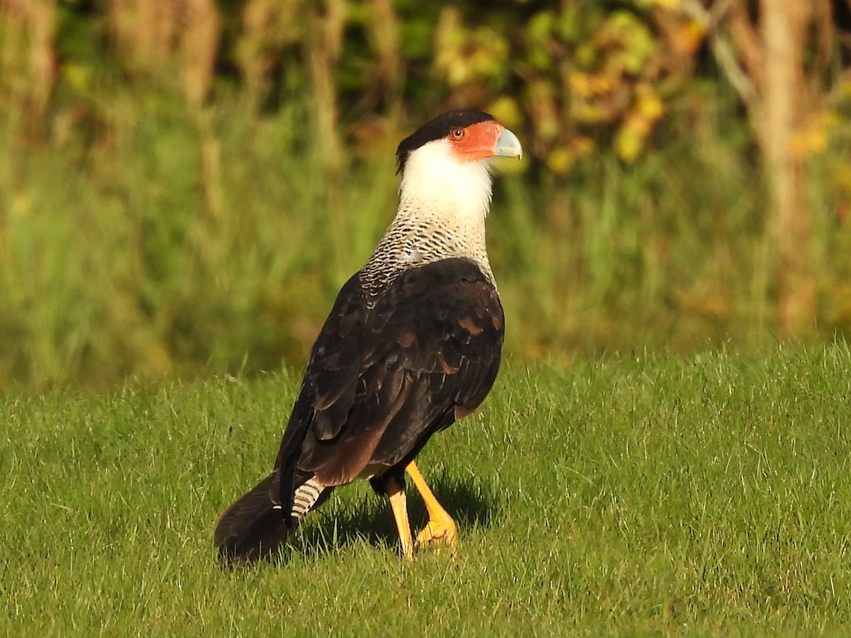 Crested Caracara - ML642276555