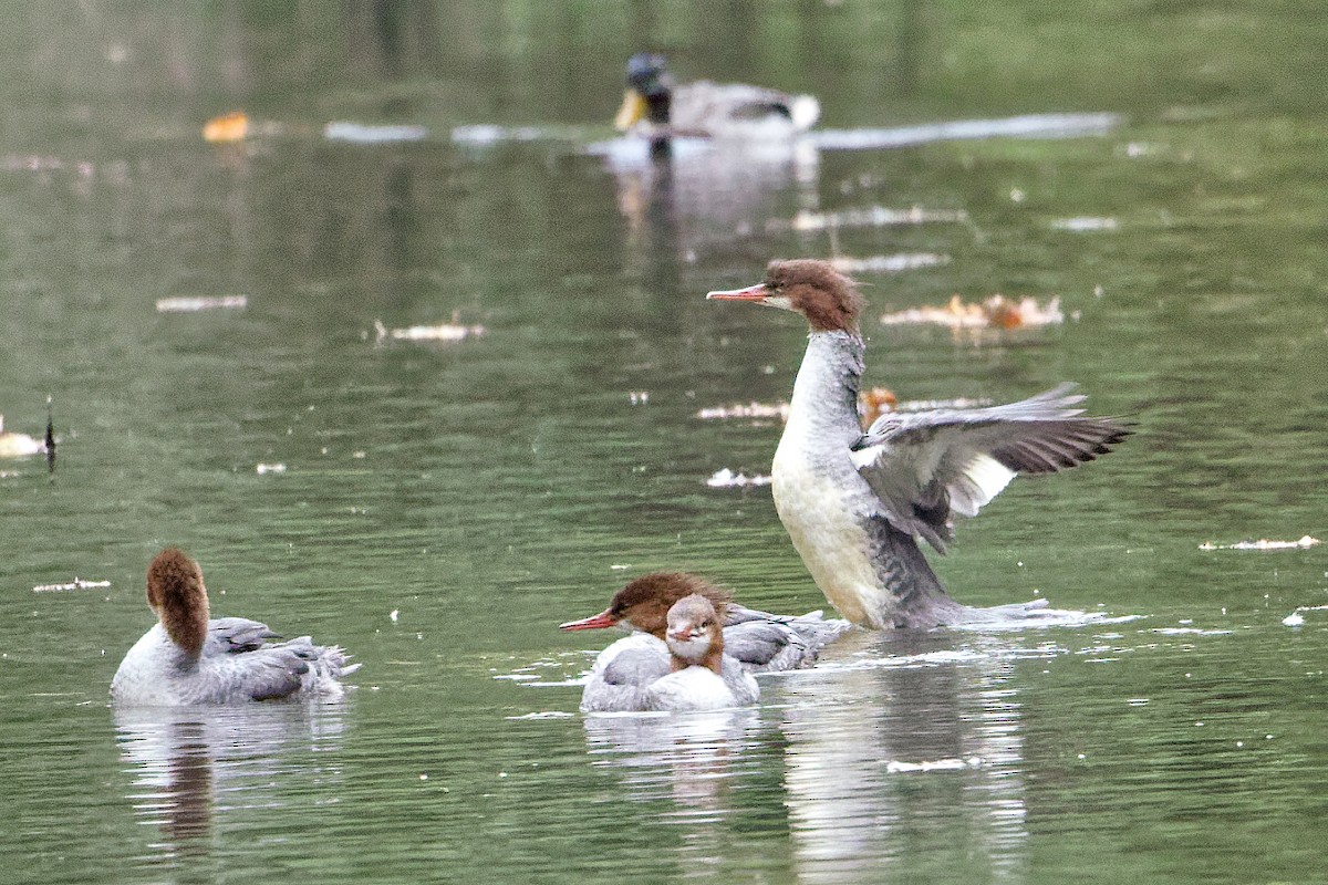 Common Merganser - ML642276582