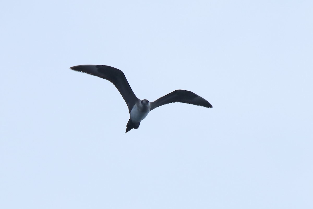 Parasitic Jaeger - ML642276586