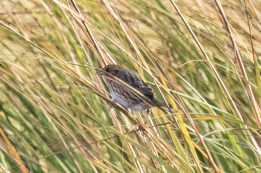 Saltmarsh Sparrow - ML642276609