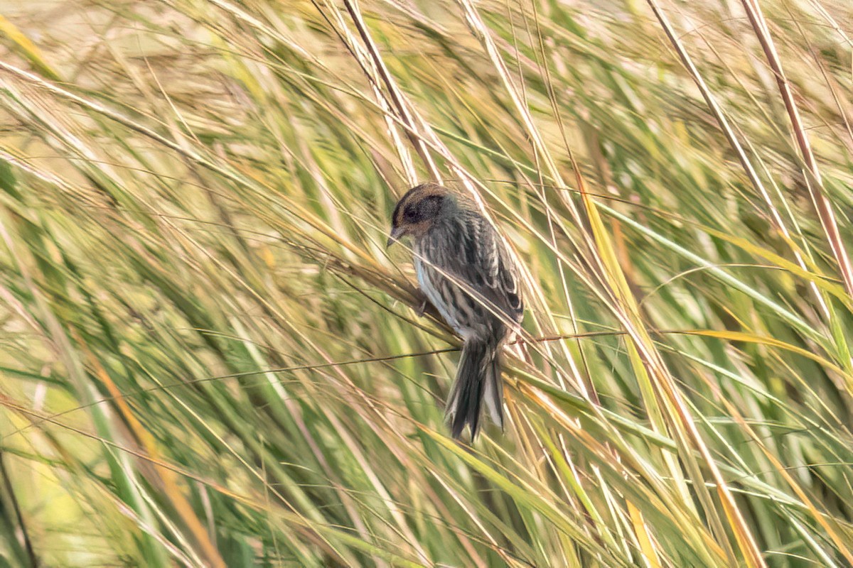 Saltmarsh Sparrow - ML642276610