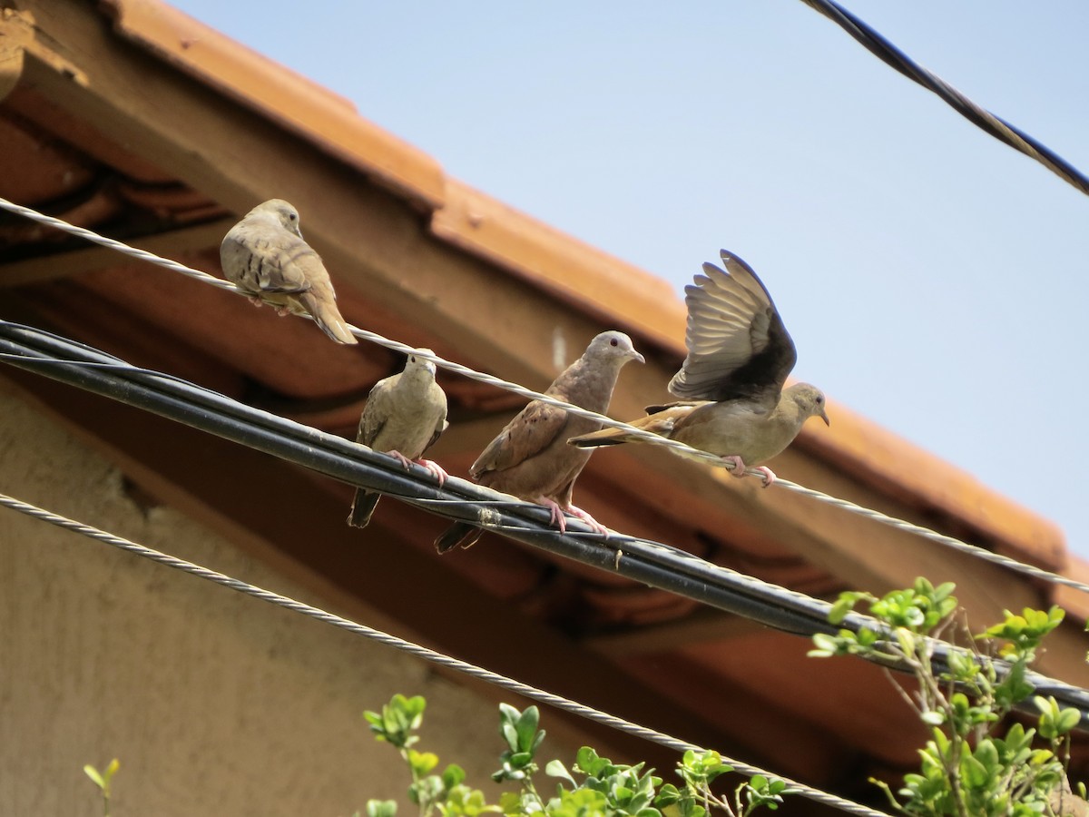 Ruddy Ground Dove - ML642276618