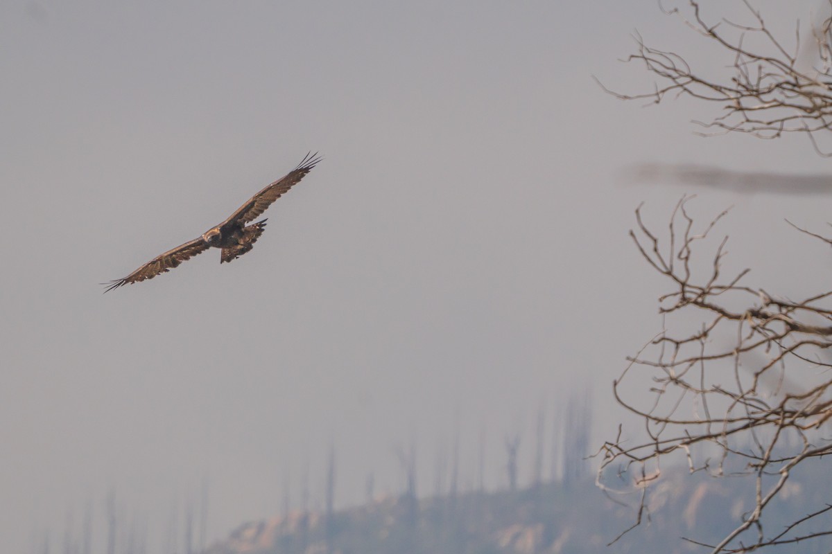 Golden Eagle - ML642276622