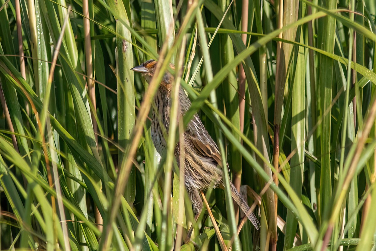 Saltmarsh Sparrow - ML642276654