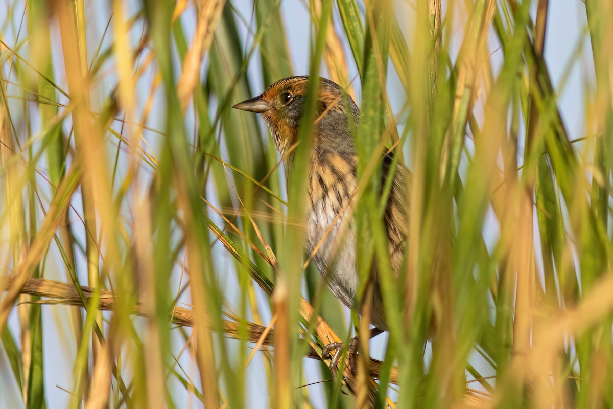 Saltmarsh Sparrow - ML642276655