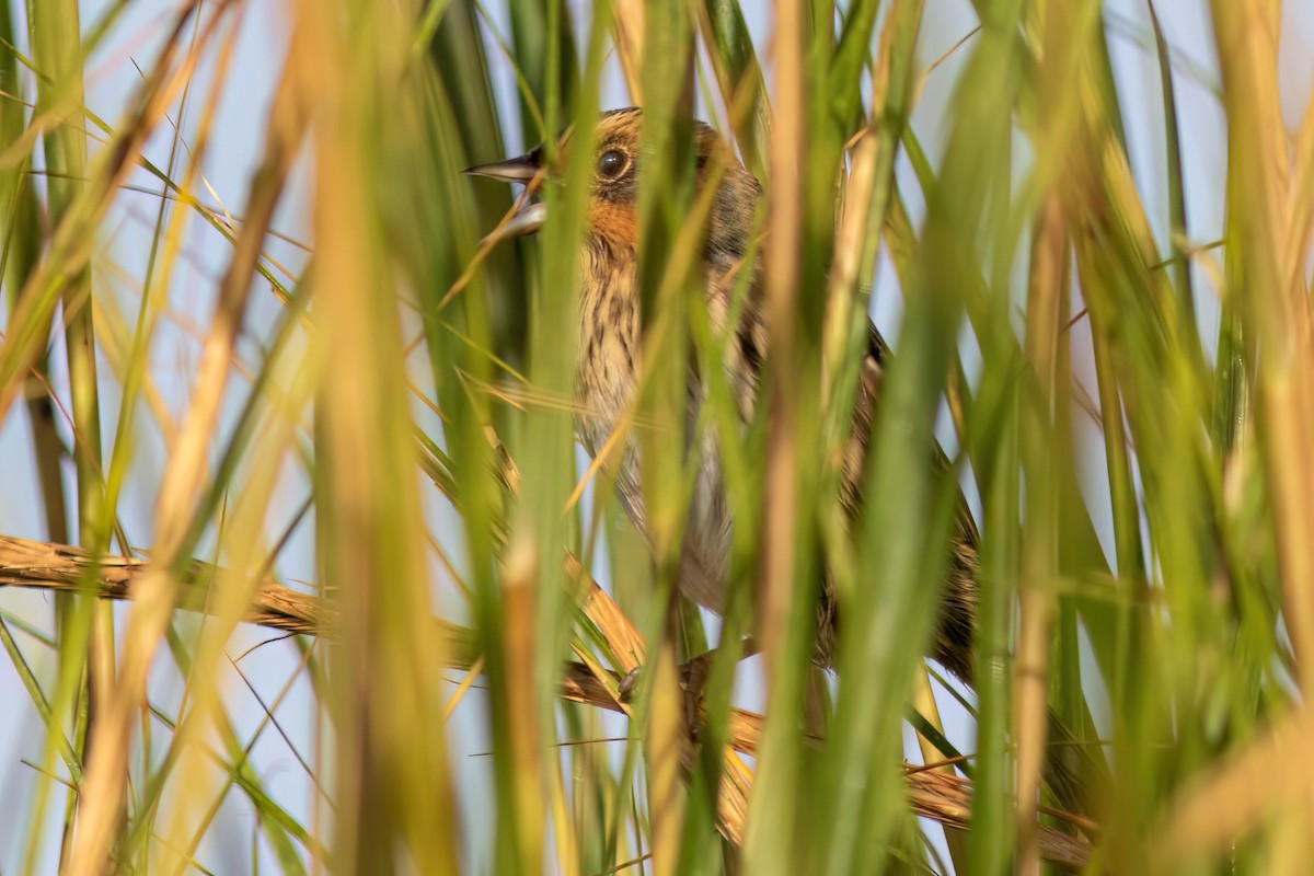 Saltmarsh Sparrow - ML642276656