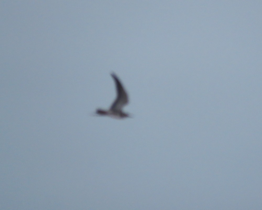 Black Tern - ML642276666