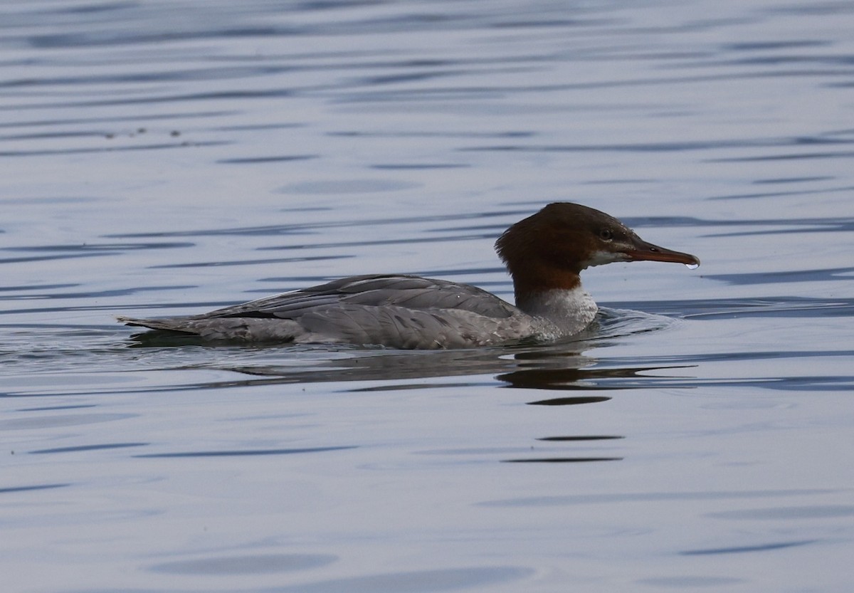 Common Merganser - ML642276668
