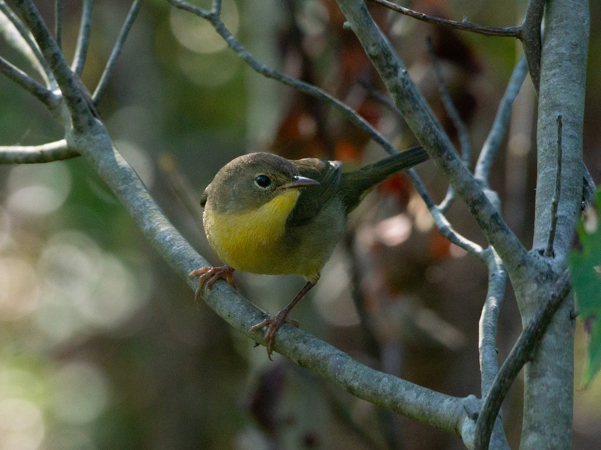 Common Yellowthroat - ML642276674