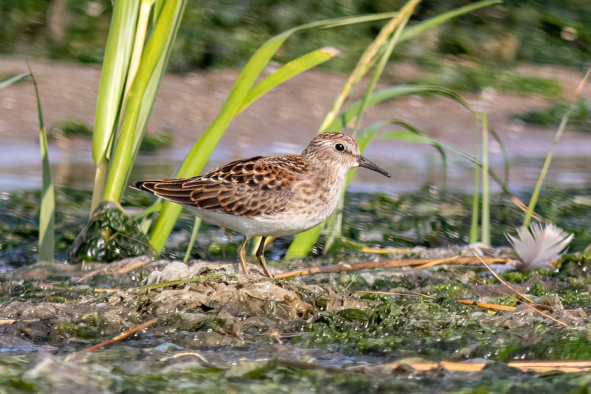 Least Sandpiper - ML642276679