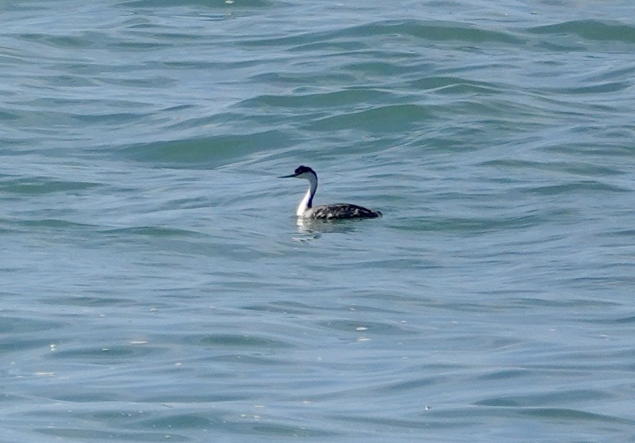 Western Grebe - ML642276686