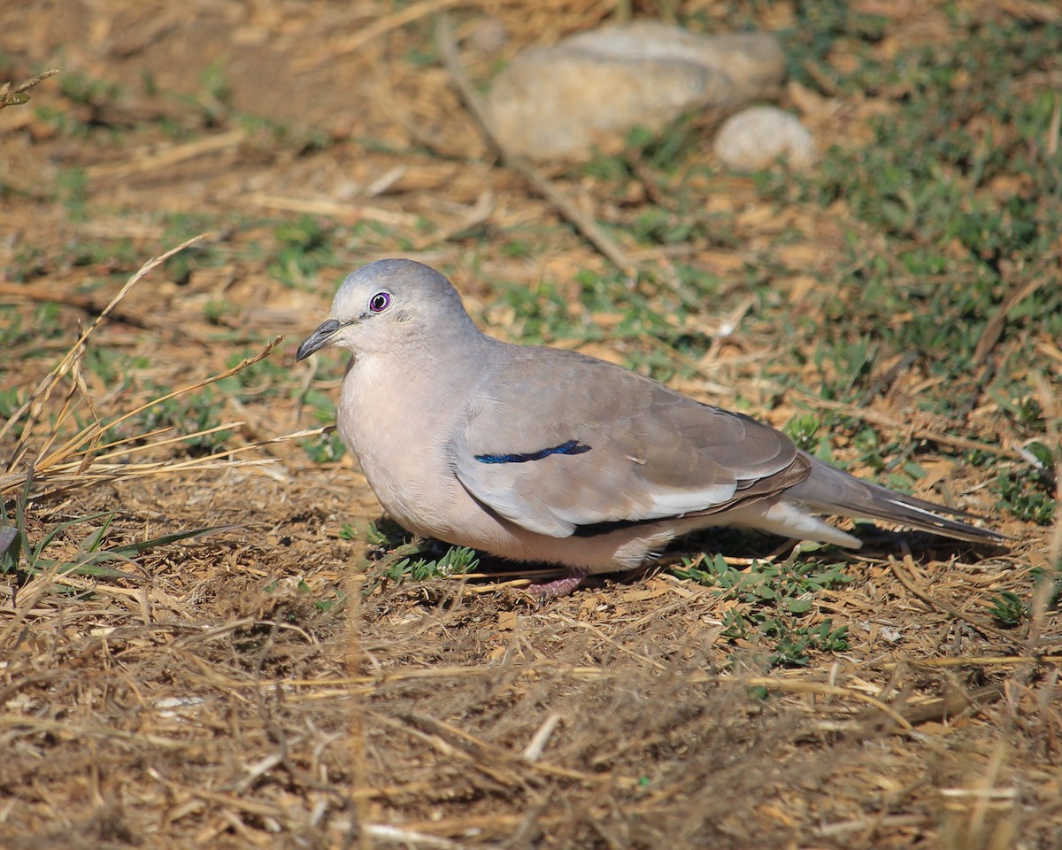 Picui Ground Dove - ML642276696