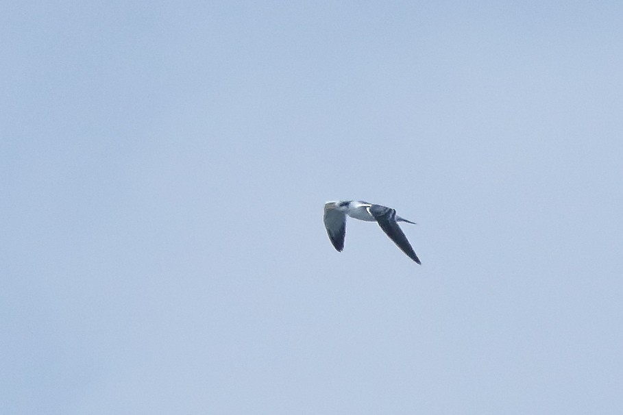 Great Crested Tern - ML642276727