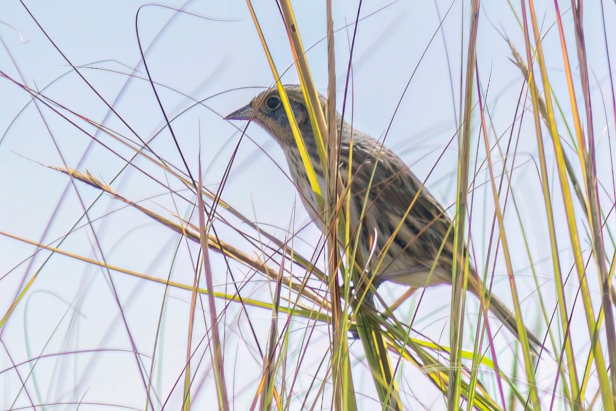Saltmarsh Sparrow - ML642276733