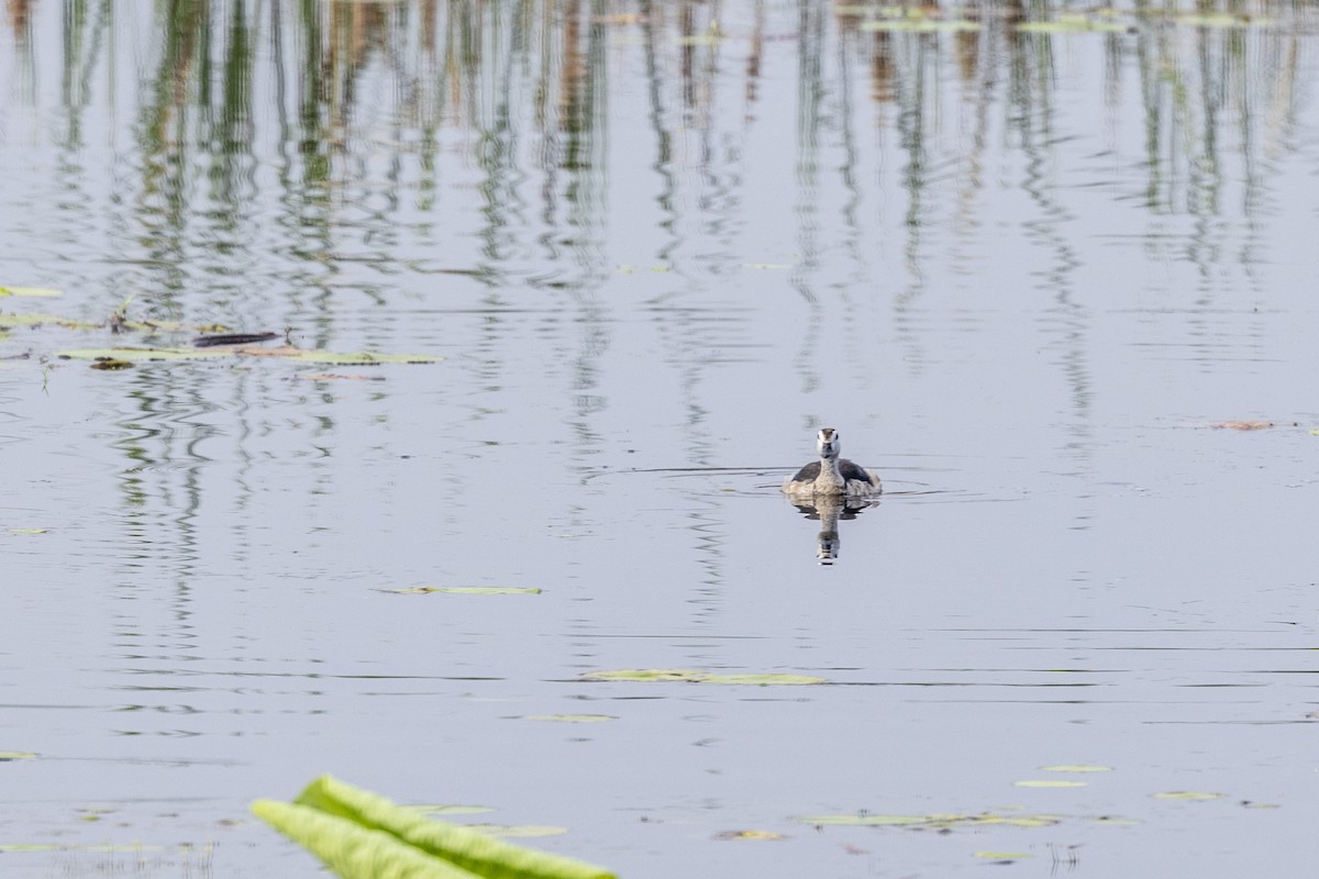 Cotton Pygmy-Goose - ML642276753