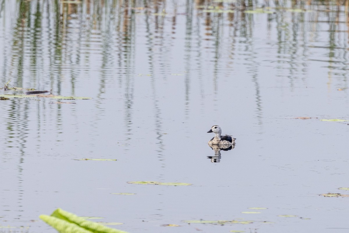 Cotton Pygmy-Goose - ML642276754