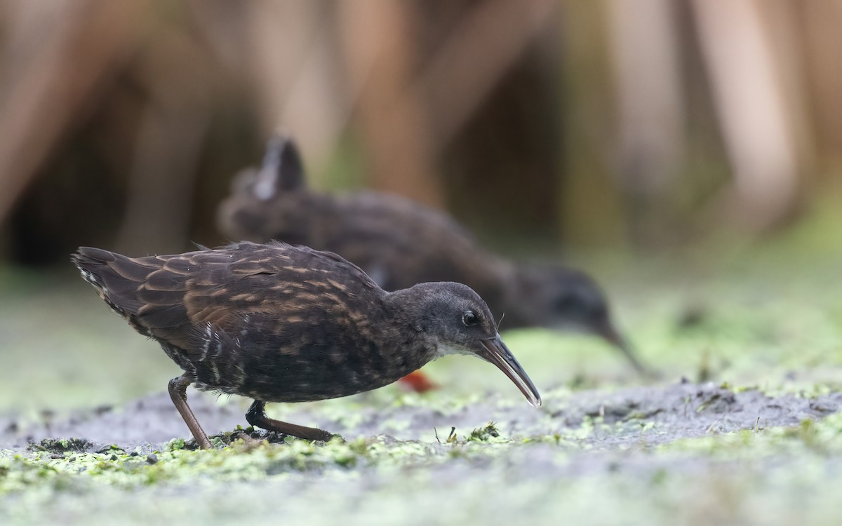 Virginia Rail - ML642276764