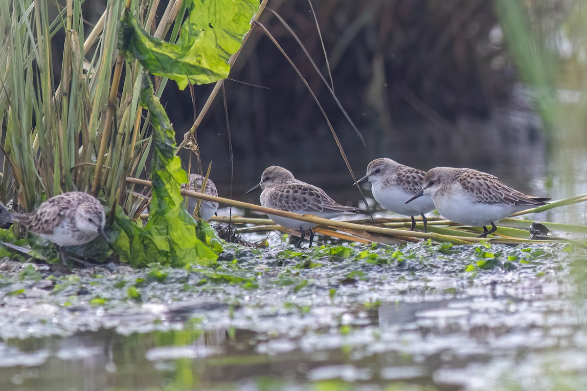 Semipalmated Sandpiper - ML642276771