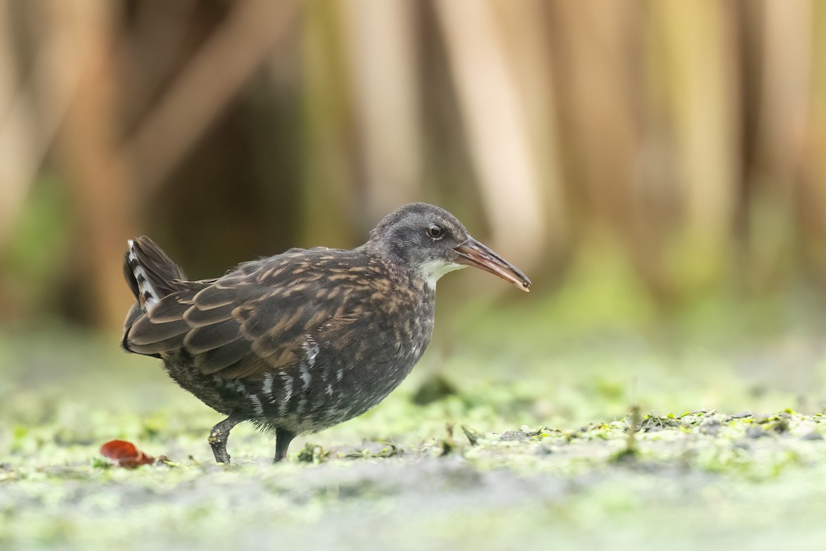 Virginia Rail - ML642276777