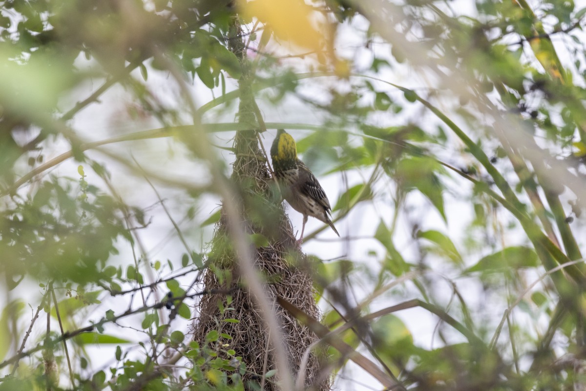 Streaked Weaver - ML642276802