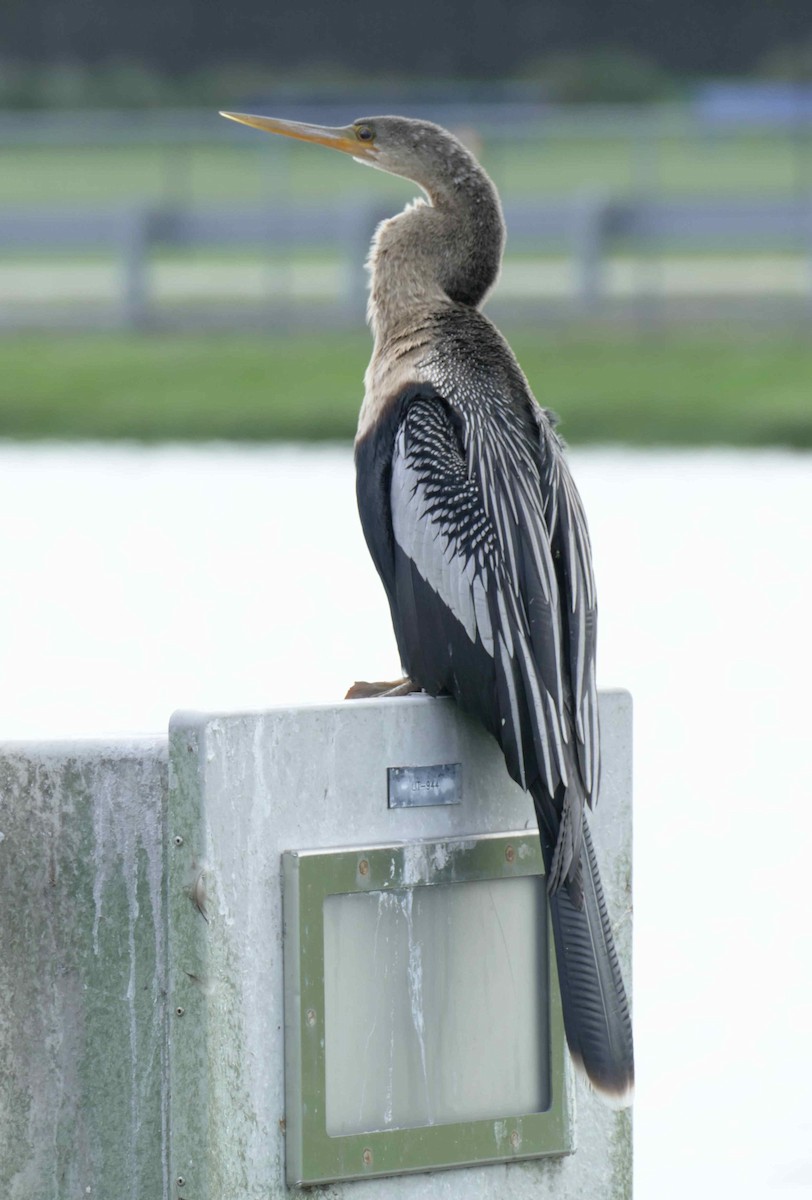 Anhinga - ML642276805