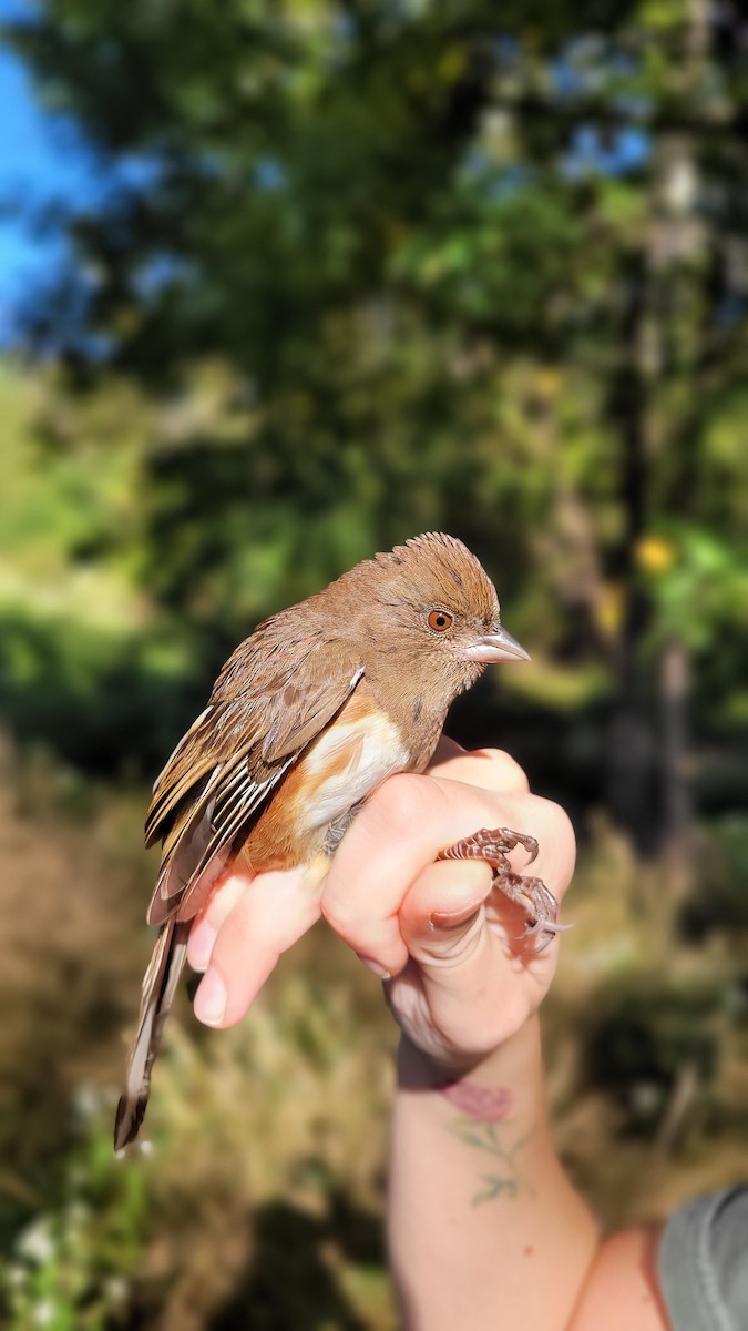 Eastern Towhee - ML642276821