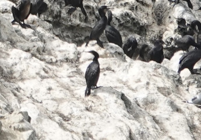 Cormoran pélagique - ML642276856